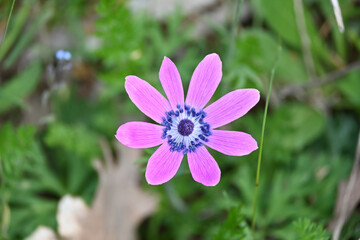 Fototapeta premium flower in the ouıtdoor