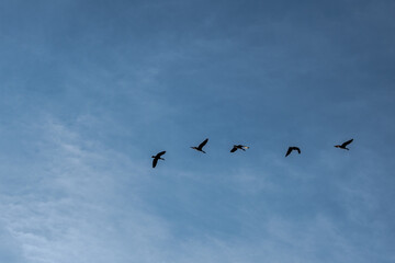 five geese fly in the summer sky