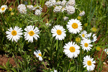 Daisy daisy blossom, wild summer flowering meadow close-up, flower head with white petals