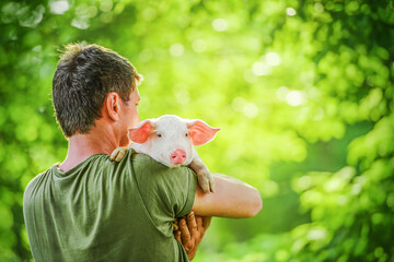 Happy young pig on mens hands, on a garden. Friendship humans and animals. Concept of love of...