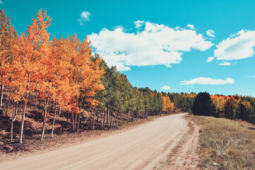 road in autumn forest