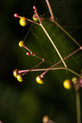 Mini flower, beautiful details of a mini flower with spider web seen through a macro lens, selective focus.