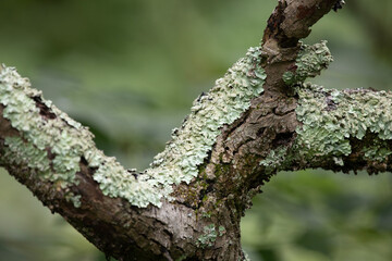 Lichen and moss on tree trunks and branches.