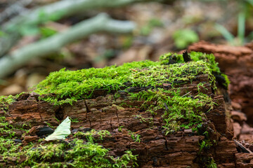 Lichen and moss on tree trunks and branches.
