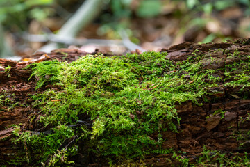 Lichen and moss on tree trunks and branches.