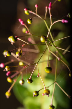 Mini flower, beautiful details of a mini flower with spider web seen through a macro lens, selective focus.