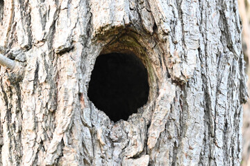 close up NEST of trunk BIRD'S NEST TREE BUCKET