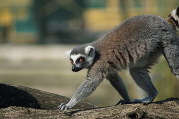 Ring-tailed Lemur walking on a tree