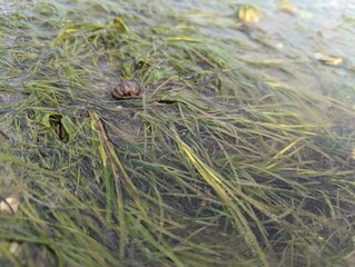 intertidal seagrass 