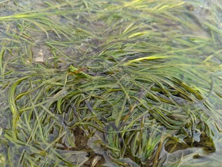 seagrass