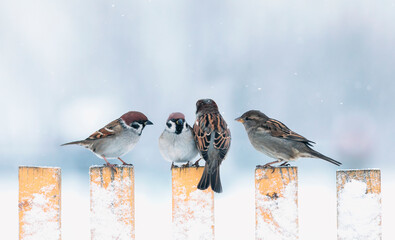 a flock of small birds sparrows sitting on a wooden fence in the winter village garden under the falling snow