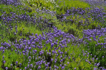 lavender field in region