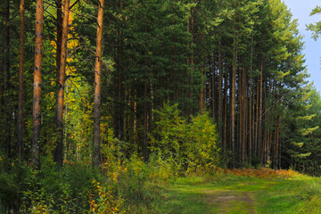Large coniferous trees in the forest. Beauty of nature. Forest background