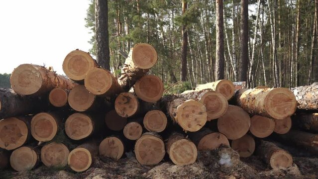 Panning armful of sawed trees by slider dolly. The logs lie in a chaotic order behind the wind develops green branches of birches and pines. The timber industry in the green forest in the countryside.