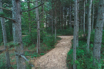 forested trail near sunset aerial perspective with drone