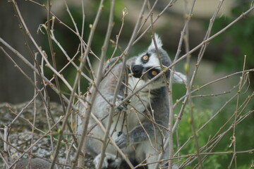 ring-tailed lemur licking on a tree