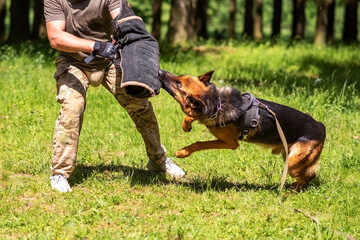 Shepherd training for aggression, with dog handlers in the forest.