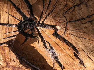 Big Log End of cracked wood grain
