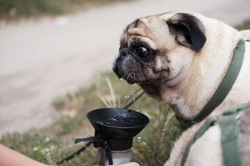 Funny pug drinking from a dog water bottle. Lifestyle with dogs, taking care of pets outdoors, staying hydrated outside on the walk