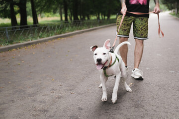 Walking with an active dog on the leash. Man walks his happy staffordshire terrier puppy outdoors