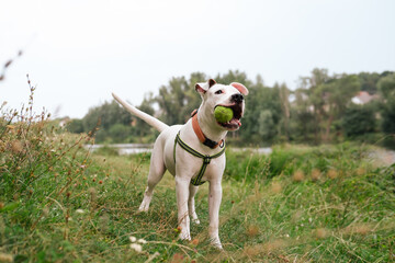 Happy and healthy young dog with a ball in mouth outdoors. Cute staffordshire terrier puppy posing with a toy in nature