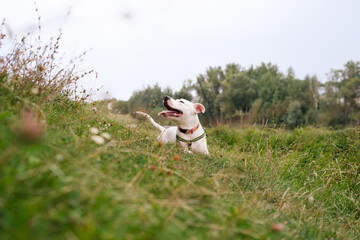 Portrait of a cute and happy staffordshire terrier dog resting on the green grass. Pitbull puppy enjoys nature, beautiful nature scene