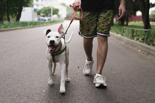 Walking with a dog on the leash. Man walks his happy staffordshire terrier puppy outdoors