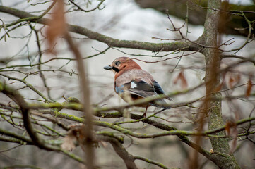 Eurasian Jay ,Garrulus glandarius, sits on branches almost without leaves in an forest