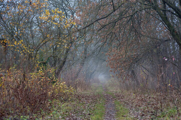 a path leading into a foggy tunnel with a light at the end