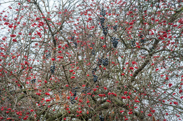 fruits of viburnum and grapes on a bare branches without leaves