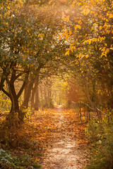 a path between autumn trees with golden leaves, opposite the sun illuminates the tunnel