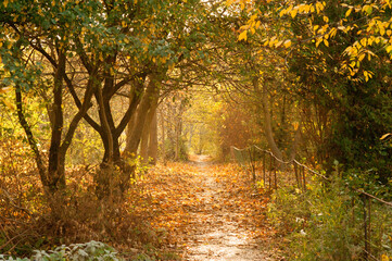 Naklejka premium a path between autumn trees with golden leaves, opposite the sun illuminates the tunnel