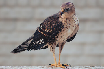 Juvenile sparrowhawk, raptor bird, searching for prey