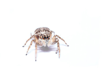 Macro portrait of a jumping spider (menemerus semilimbatus)