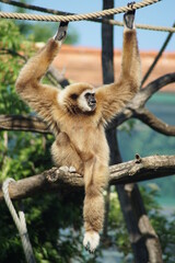 white-handed gibbon on a tree