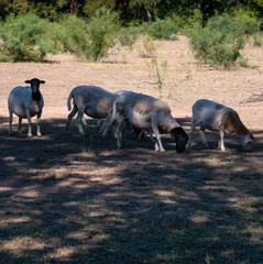 Grazing Dorper and Meatmaster Sheep