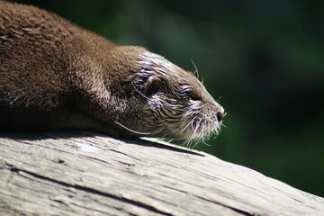 otter on the tree