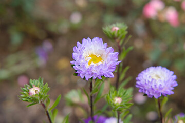 Obraz premium Purple chrysanthemums close-up, side view