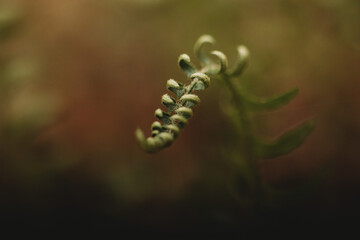 close up of fern