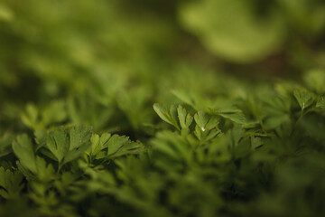 green grass background