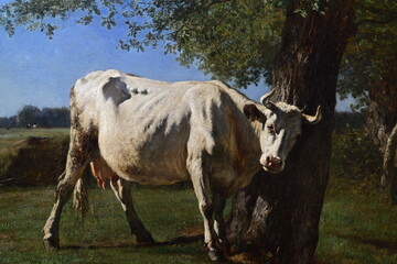 Vache