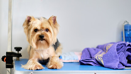 Yorkshire Terrier dog on the table in the beauty salon for animals lies next to a towel for drying...