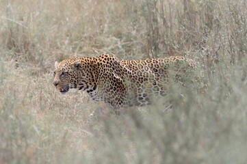 Leopard sneaking in the gras