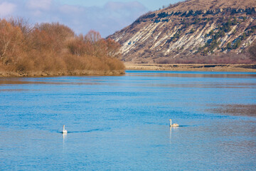 Swans on the river. Background with selective focus and copy space