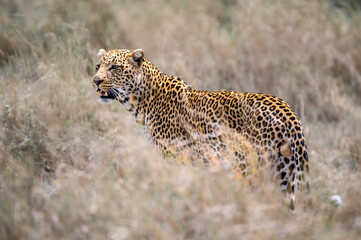 cheetah on the ground