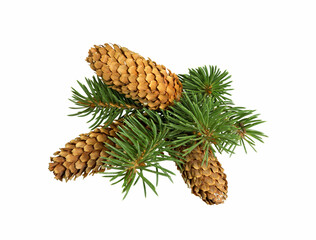 Fir tree branch and cone  on white