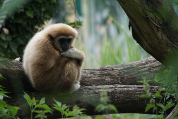 white-handed gibbon