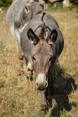 Fototapeta premium Donkey coming for a visit! 