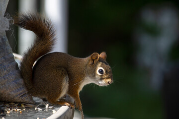 American Red Squirrel waiting for others at the feeder
