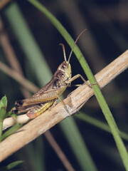 grasshopper sitting on a leaf